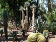 04 - Marrakech  Jardin Majorelle.jpg